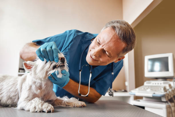 Best Mobile Emergency Dentist in Milton, WV